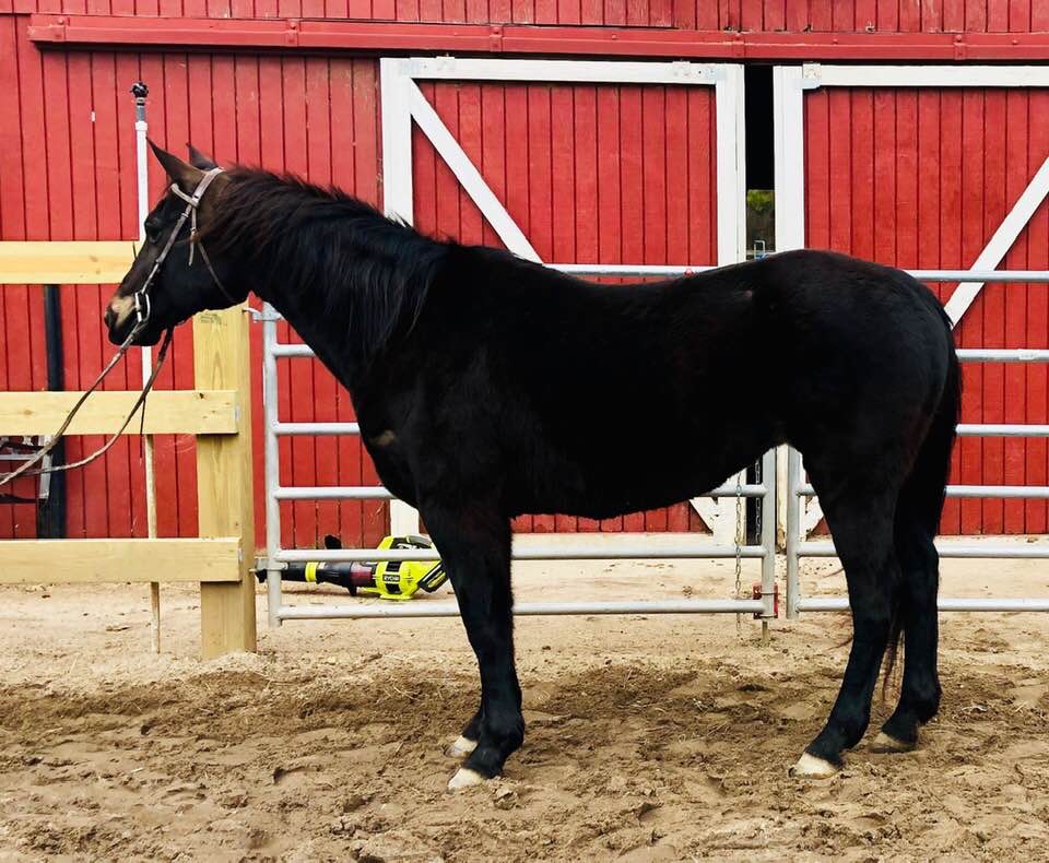 Long Island Equine & Horse Properties Horses for sale long island